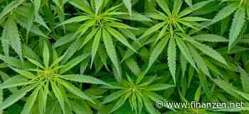 Cannabis-Gesetz verabschiedet: SynBiotic-Aktie nicht zu stoppen