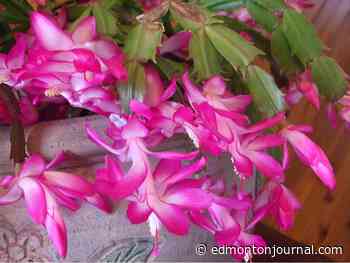 GROWING THINGS: How to set Christmas cactus buds