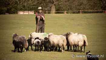 Blauwtongvaccin definitief niet toegestaan, schapenhouderij baalt: "Virus kan over paar weken weer uitbreken"