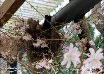 Voorjaar in Twente Het eerste vogelnest is al gespot