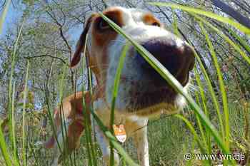 Doch keine Entwarnung für Hundebesitzer