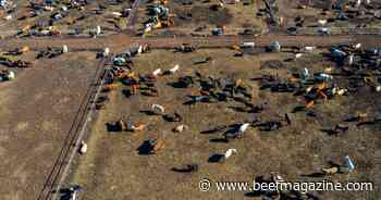 USDA reports slightly higher feedlot inventory