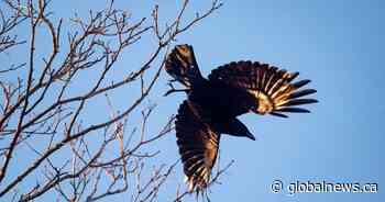 Bird flu found in dead crows, Bald Eagle in Kingston