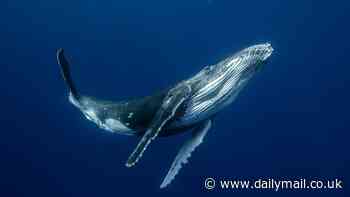 Mystery of whale songs revealed: Scientists discover how marine mammals' tunes travel miles through the ocean