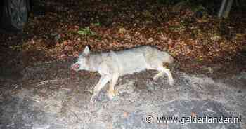 Dode wolf aangetroffen in Wekerom, dier vermoedelijk aangereden