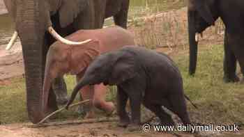 Rare PINK elephant is captured playing in a South African waterhole