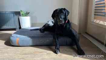 Best Dog Beds of 2024     - CNET