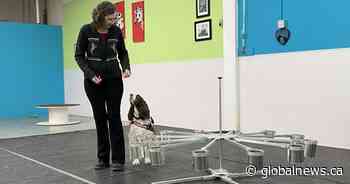 “She’s my life-saver’: Calgary trainer coaches dogs in medical scent detection