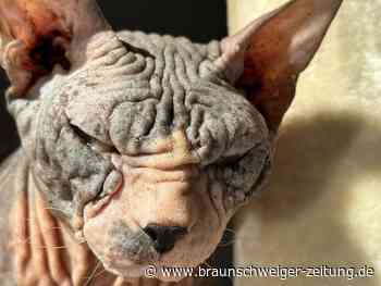 Tierhilfe Wolfsburg rettet Nackt-Katzen aus Qualzucht