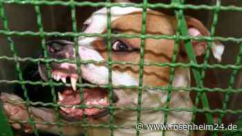 Pitbulls fallen über Besitzer (†) her – Leiche liegt verstümmelt in Hundehütte