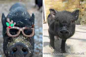 Upper Norwood The Conquering Hero celebrity pub pig dies
