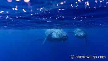 How do whales sing? Lab experiments suggest their voice boxes have a unique feature