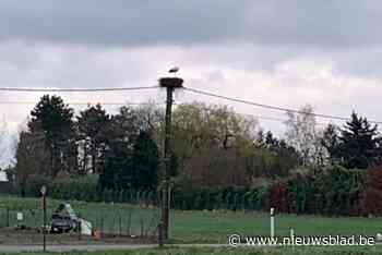 Opnieuw ooievaar gesignaleerd op nest langs Urselweg
