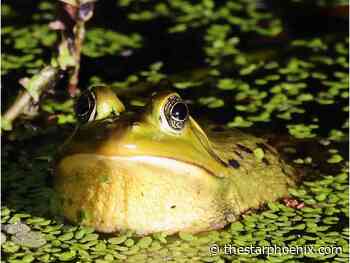 Doug Cuthand: A frog fable shared to mark Sask. storytelling month