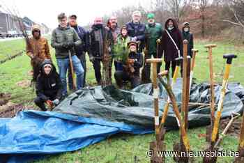 Zelzate krijgt er zomaar duizend bomen bij. Zonnebloemstraat wordt groene oase
