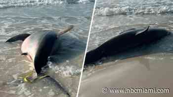 Pregnant Great White Shark washes ashore on Florida Beach