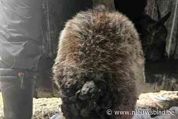 Ernstig verwaarloosde dieren in beslag genomen in Geetbets