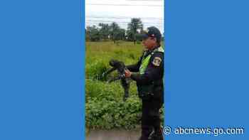 WATCH:  Police rescue sloth from road