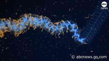 WATCH:  Over 100 new species discovered in South Pacific