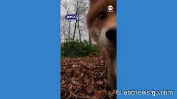 WATCH:  Animal rescuer's phone stolen by curious fox