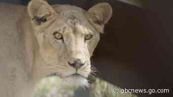 WATCH:  11 lions rescued from conflict-hit Sudan