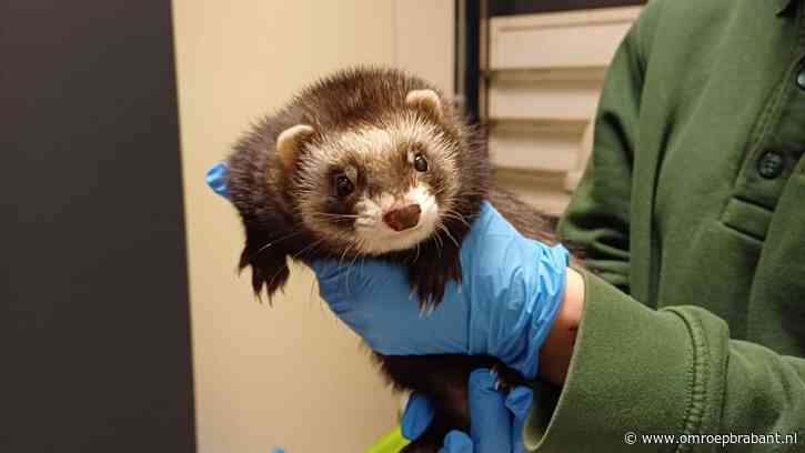 Fret Freddy gaat buiten op avontuur: 'Kan niet met de hond overweg'