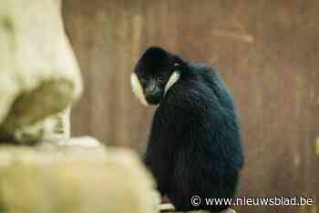Planckendael stelt voor: Nakai, nieuw vriendje voor witwanggibbon Paquita
