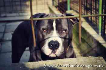 Lancashire owner loses High Court pitbull destruction battle