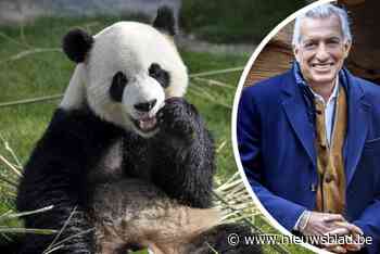 Het bijzondere verhaal van 10 jaar panda’s in Pairi Daiza: “Het schandaal was zo groot dat ik ervan overtuigd was dat het voorbij was”