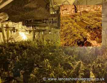 Cannabis farm worth  £150,000 found in the Ribble Valley