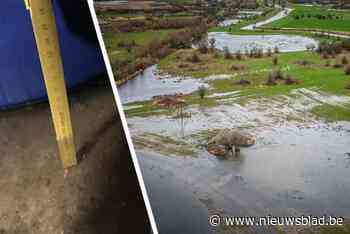 Het grondwater dringt Limburgse kelders al binnen: “Maar het staat nog niet op het hoogste niveau”