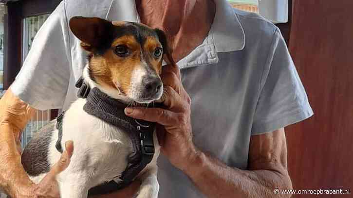 Hond Igor, het kleine duiveltje dat uiteindelijk een engeltje bleek te zijn