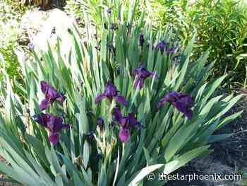 Saskatchewan gardening: Bearded iris origin is shrouded in mystery