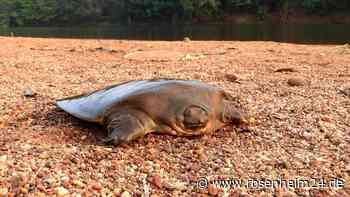 „Gespenst der Vergangenheit“ – Forscher entdecken extrem seltene Schildkröte in Indien
