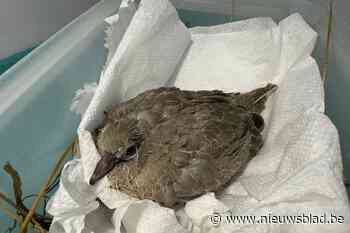 Eerste jonge vogel in Natuurhulpcentrum betekent dat lente in aantocht is