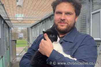 Comedian gains 350,000 TikTok followers by giving kitten strokes per follower - then shares the love at Newcastle Dog and Cat Shelter