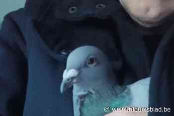 Uitkijken naar vermiste huisduif Victor