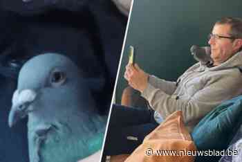 Sandra en partner zijn huisduif Victor kwijt: “We zijn kapot van onrust en verdriet”