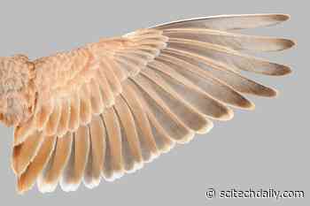 How Did Dinosaurs Take to the Skies? Scientists Uncover Hidden Rule for Flight Feathers