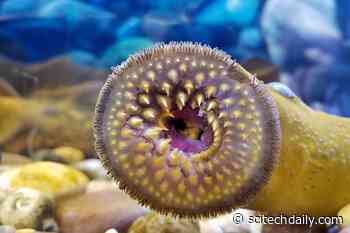 Scientists Have Uncovered Remarkable Similarities Between This Sea Monster and Humans