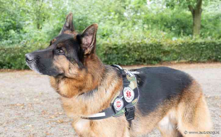 Vrouw met hulphond pakt leenauto weigerende BMW dealer aan