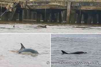 ‘Dolphin-like’ creatures spotted in the Thames near Dartford