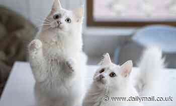 Cat got your tongue? How AI could is on cusp of breakthrough that'd allow people and ANIMALS to talk to each other in '12 to 36 months'