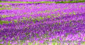 See the beautiful crocuses at National Trust Wallington - as thousands of the striking purple flowers bloom