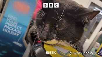 Thorpe Bay’s purrfect station cat