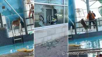 'There's a deer in the swimming pool': Wayward deer caught on tape in LaSalle, Ont. pool