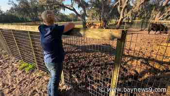 Shortage of large-animal veterinarians is straining local practices