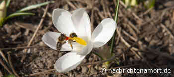 Versammlung mit Bienen-Vortrag