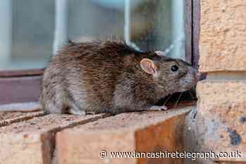 Who to call if you see rats in your house or garden