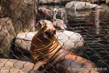 Artis onder vuur: moet de dierentuin een stadspark worden?